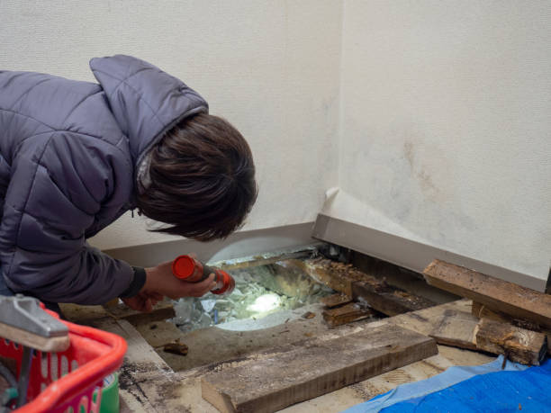 Best Mold Odor Removal Services  in Bellwood, IL