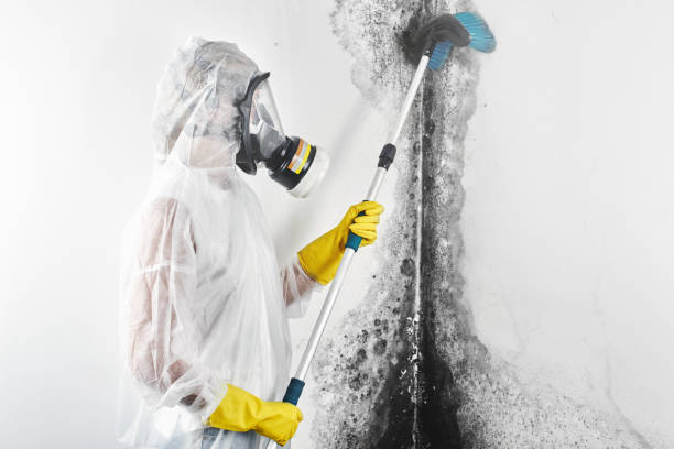 Best Mold Prevention Services  in Bellwood, IL