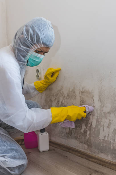 Best Forensic Mold Investigation  in Bellwood, IL